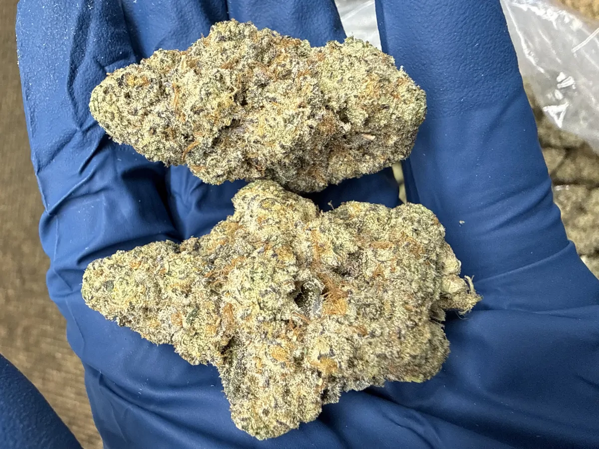 Gmo Flower